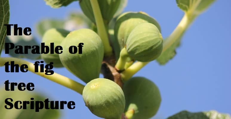 The barren fig tree summary - SalvationCall